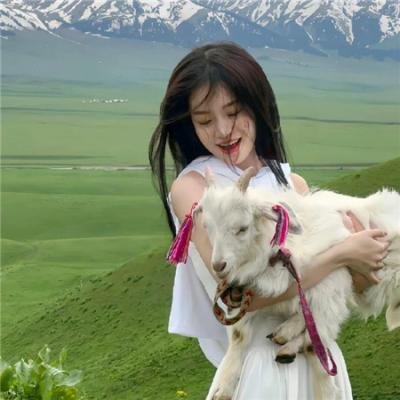 几度菊花香